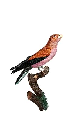 Great Violet Roller Bird