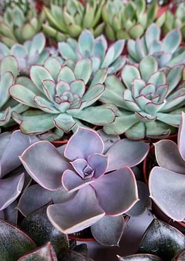 succulent plant