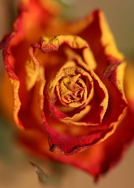Rosa flower blossom macro