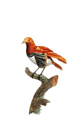 King Bird Of Paradise