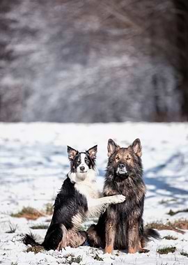 Dog, portrait, pet, winter
