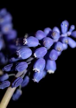 Muscari neglectum close up
