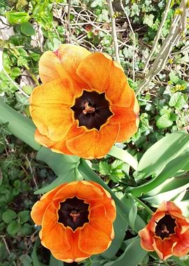 orange tulip