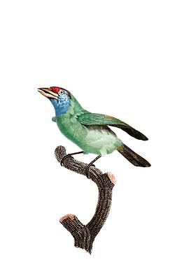 Blue Throated Bee Eater