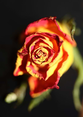 Rosa flower rosaceae macro