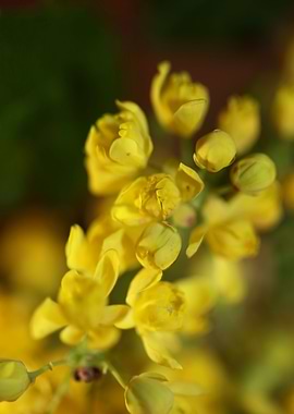 Berberis aquifolium flower