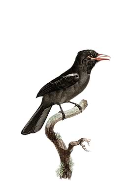 Red Billed Barbacoa Bird