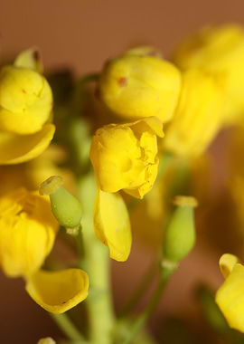Berberis aquifolium flower