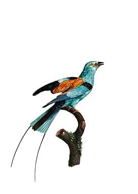 African Roller Bird