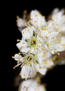 Prunus avium L rosaceae