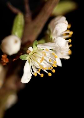 Prunus avium L rosaceae