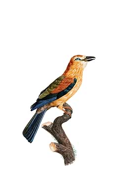 African Roller Bird