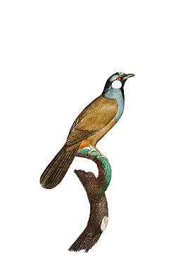 White Cheeked Jay Bird