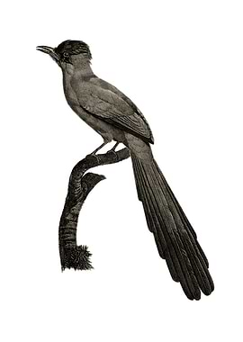 Vintage Huon Astrapia Bird