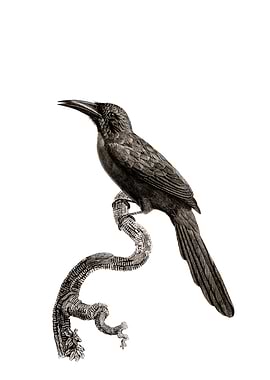 Vintage Jacamar Bird