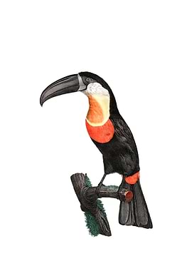 Green Billed Toucan Bird
