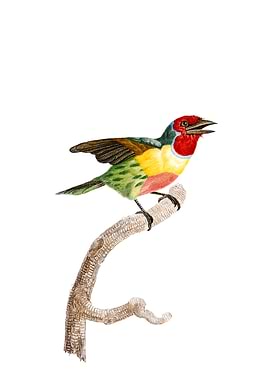 Golden Naped Barbet Bird