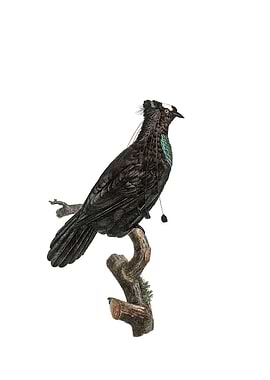 Western Arfak Parotia Bird