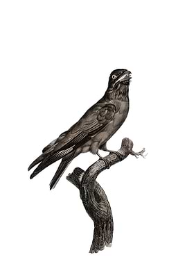 Blue Throated Roller Bird