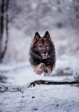 Dog, German Shepherd, pet