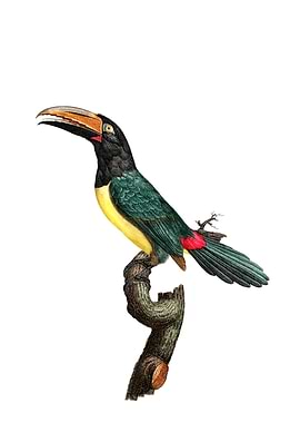 Green Aracari Toucan Bird