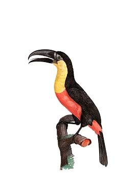 Green Billed Toucan Bird