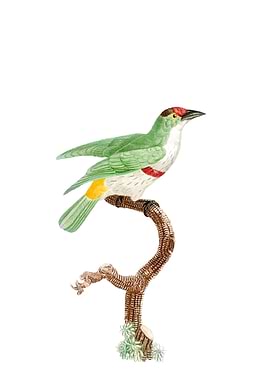 Red Belt Barbet Bird