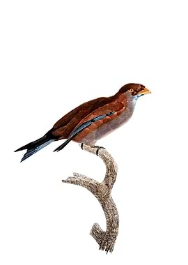 Lilac Breasted Roller Bird