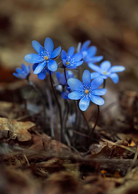 Blue Hepatica