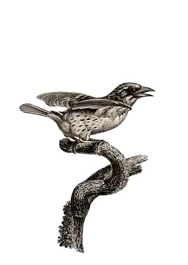 Bearded Tachuri Bird