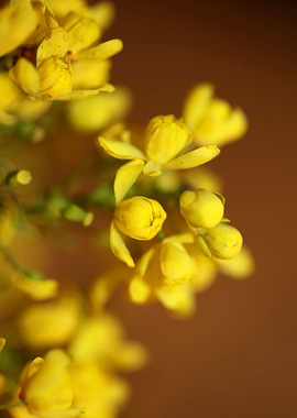 Berberis aquifolium flower