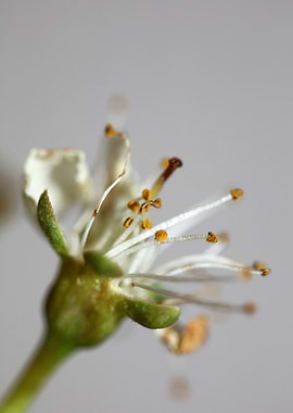 Prunus avium flower macro