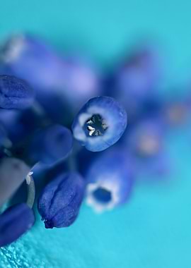 Muscari neglectum close up