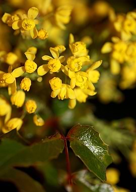 Berberis aquifolium flower