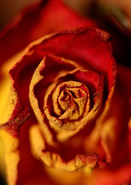 Rosa flower blossom macro