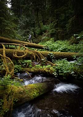 water tree green people