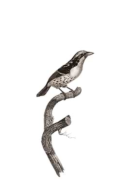 Orange Billed Sparrow Bird