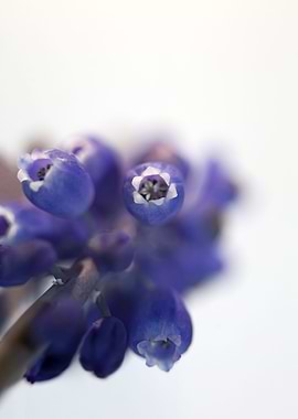 Muscari neglectum close up