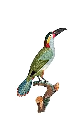 Black Necked Aracari Bird