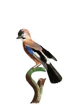 Vintage Eurasian Jay Bird