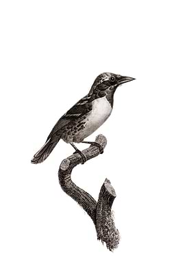 Bearded Tachuri Bird