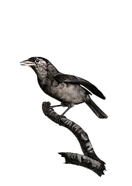 Blue Throated Barbet Bird