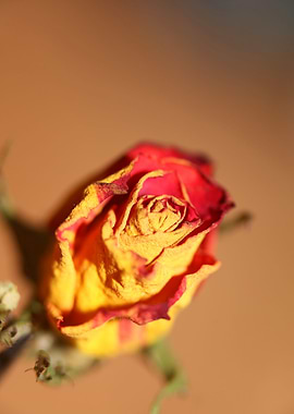 Rosa flower rosaceae macro