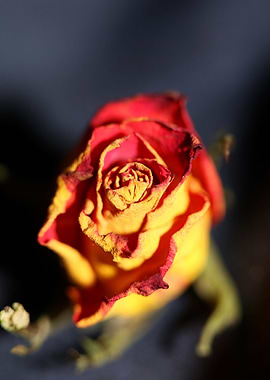 Rosa flower rosaceae macro