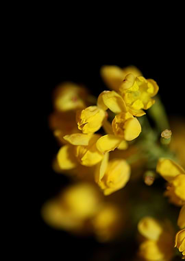 Berberis aquifolium flower