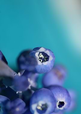 Muscari neglectum close up