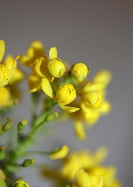 Berberis aquifolium flower