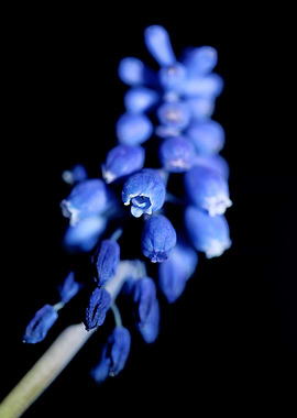 Muscari neglectum close up