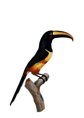 Old Red Belt Aracari Bird