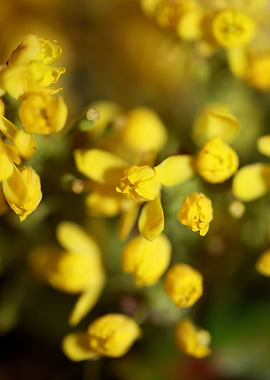 Berberis aquifolium flower